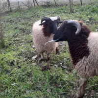 گوسفند|حیوانات مزرعه|اطاقور, |دیوار