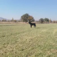 سگ قدریجونی|سگ|قره چای, |دیوار