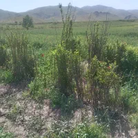 انواع نهالهای میاندواب