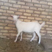 ۲ عدد بزغاله نر سانن اصل  و  دورگ پاکستانی