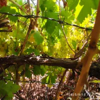 فروش باغ سی سخت چهار را باغات|فروش خانه و ویلا|سیسخت, |دیوار