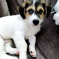 سگ نر نژاد اشپیتز ۴ ماهه( سیمبا)|سگ|رشت, ساغری سازان|دیوار