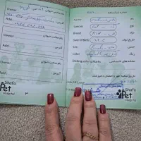 گربه خانگی|گربه|رشت, حمیدیان|دیوار