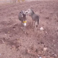 یک عدد الاغ با کره|حیوانات مزرعه|موگوئی, |دیوار