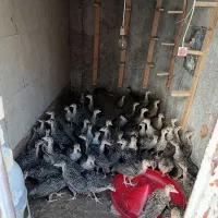 جوجه بوقلمون برنز