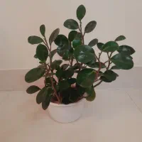 گل و گیاه طبیعی|گل و گیاه طبیعی|اهر, |دیوار