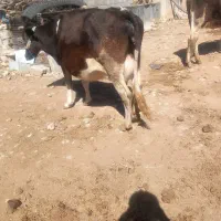 گاو ۴ روز از وقتش گذشته