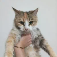 گربه ی خونگی پشمالو