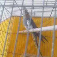 کوتوله ماده وعروس