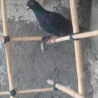 4 عدد کبوتر گرفتنی نر|پرنده|قزوین, |دیوار