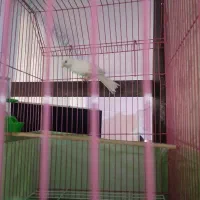 دوتا قناری سفید مست 6 دانگ