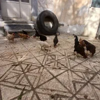 مرغو خروس