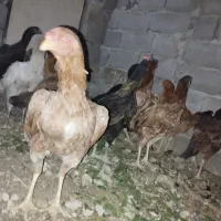 مرغ و خروس لاری|حیوانات مزرعه|رودهن, |دیوار