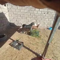 کهره نر سه تا یکی ماده.|حیوانات مزرعه|کرمان, |دیوار