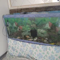 اکواریوم