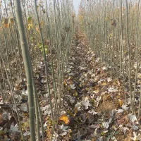 فروش انواع ارقام نهال های مثمروغیرمثمر