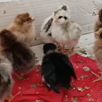 جوجه محلی