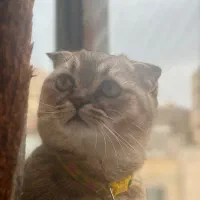 اسکاتیش نر