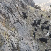 فروش ۴۰عددبز گون ۳عددبعده تخمی ۱۴عددتیشتر|حیوانات مزرعه|ایذه, |دیوار