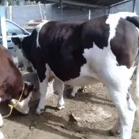 گاو و گوساله|حیوانات مزرعه|خوی, |دیوار