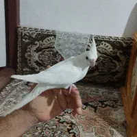 عروس هلندی آلبینو