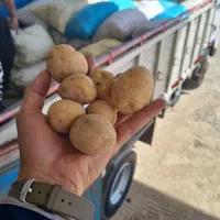 انواع رقم سیب زمینی بذری|خدمات باغبانی و درختکاری|بهار, |دیوار
