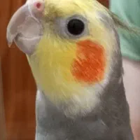 عروس هلندی نر سینامون