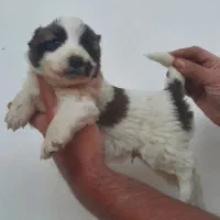 ۳عد توله نر افقان اصیل|سگ|تهران, هلال احمر|دیوار