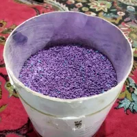 بذر چغندر