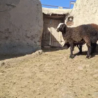 بره نر هترو بالا ۷۰ کیلو|حیوانات مزرعه|سرولایت, |دیوار