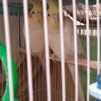 گرینچیک عروس هلندی مرغ عشق|پرنده|مشهد, شهرک مهرگان|دیوار