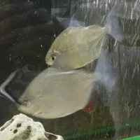 هفت عدد ماهی جهت معاوضه|ماهی|مهاجران, |دیوار