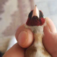 سهره بخون کراواتی