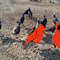 هشت تا بوقلمون ماده|حیوانات مزرعه|نقده, |دیوار