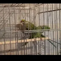 طوطی ملنگو|پرنده|بوئین زهرا, |دیوار