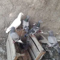کبوتر|پرنده|اهواز, حصیرآباد|دیوار