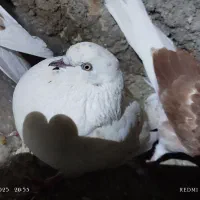 کبوتر