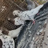 کله ای شازده سور|پرنده|فهرج, |دیوار