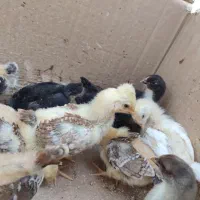 جوجه محلی کاکلی یک ماهه|حیوانات مزرعه|سیاهکل, |دیوار