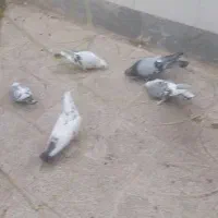 فروش کبوتر|پرنده|اصفهان, سلطان‌آباد|دیوار