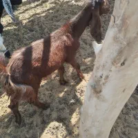 گتاج|حیوانات مزرعه|ایرانشهر, |دیوار