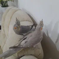 عروس هلندی نر وماده|پرنده|کوچصفهان, |دیوار