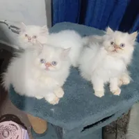بچه گربه پرشین