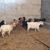 بز بزغاله|حیوانات مزرعه|کرمانشاه, |دیوار