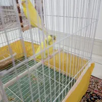 مرغ عشق