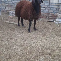 بره قوچ همو