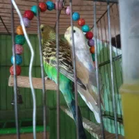 مرغ عشق جفت