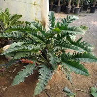 فیلدندرون کنگره