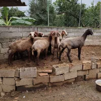 بره گوسفند ۱۰ تا|حیوانات مزرعه|قائمشهر, |دیوار