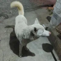 سگ سگ|سگ|فومن, |دیوار